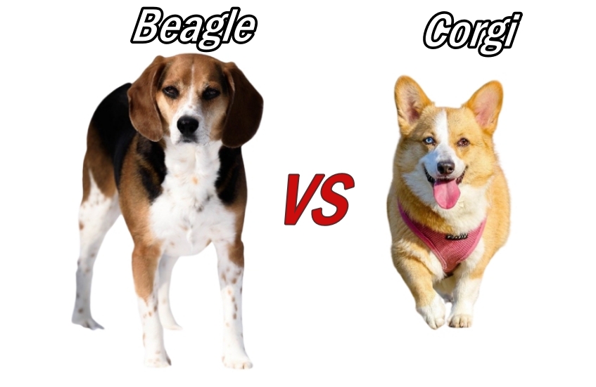 Beagle vs corgi