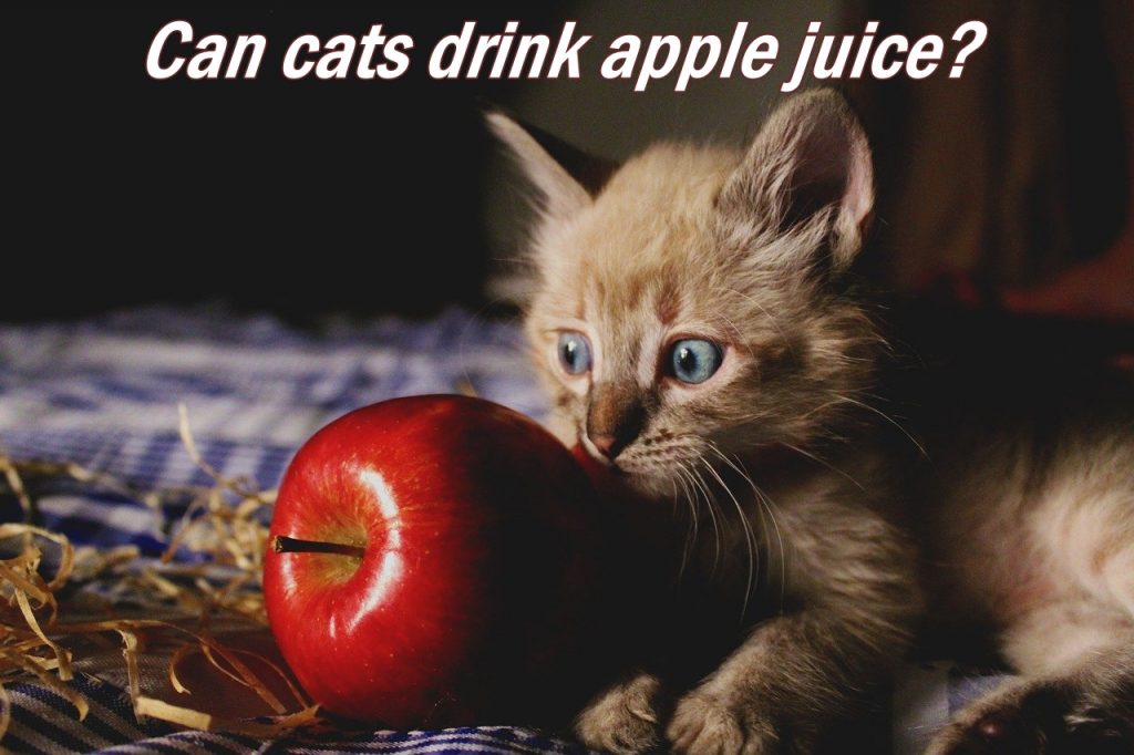 Can cats drink apple juice