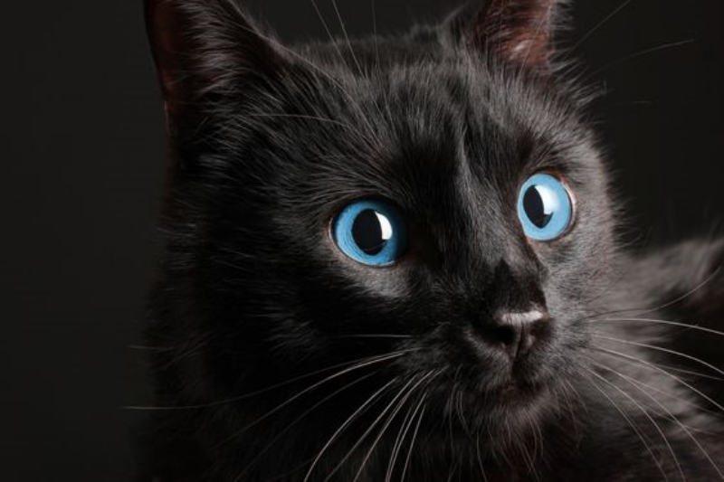 Ojos Azules cat photo
