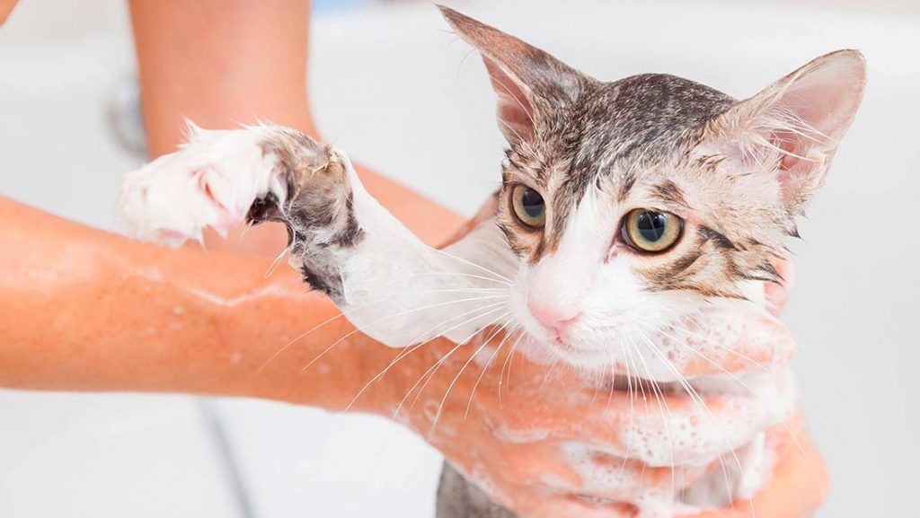 Can you use dog shampoo on a cat