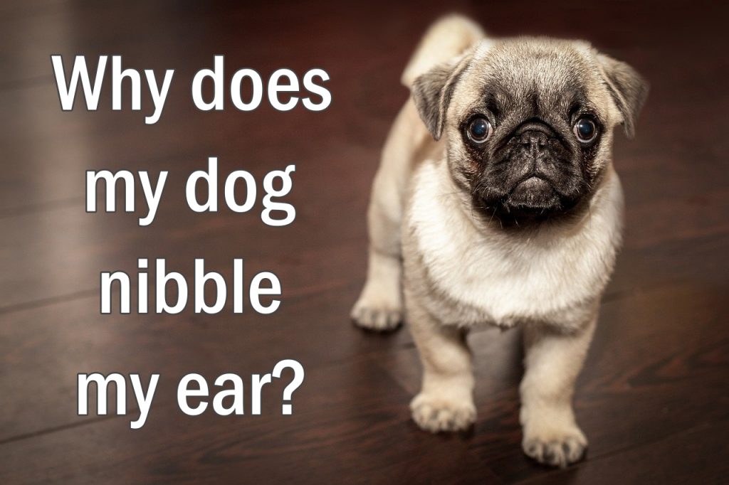 Why does my dog nibble my ear