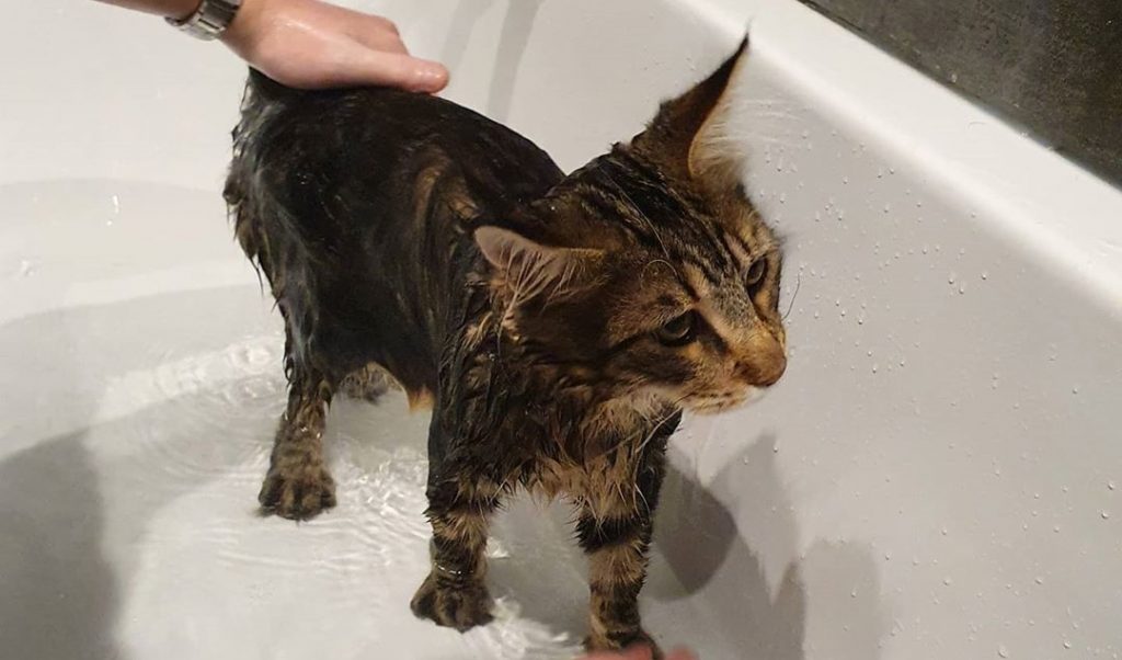 How often should you bathe a cat