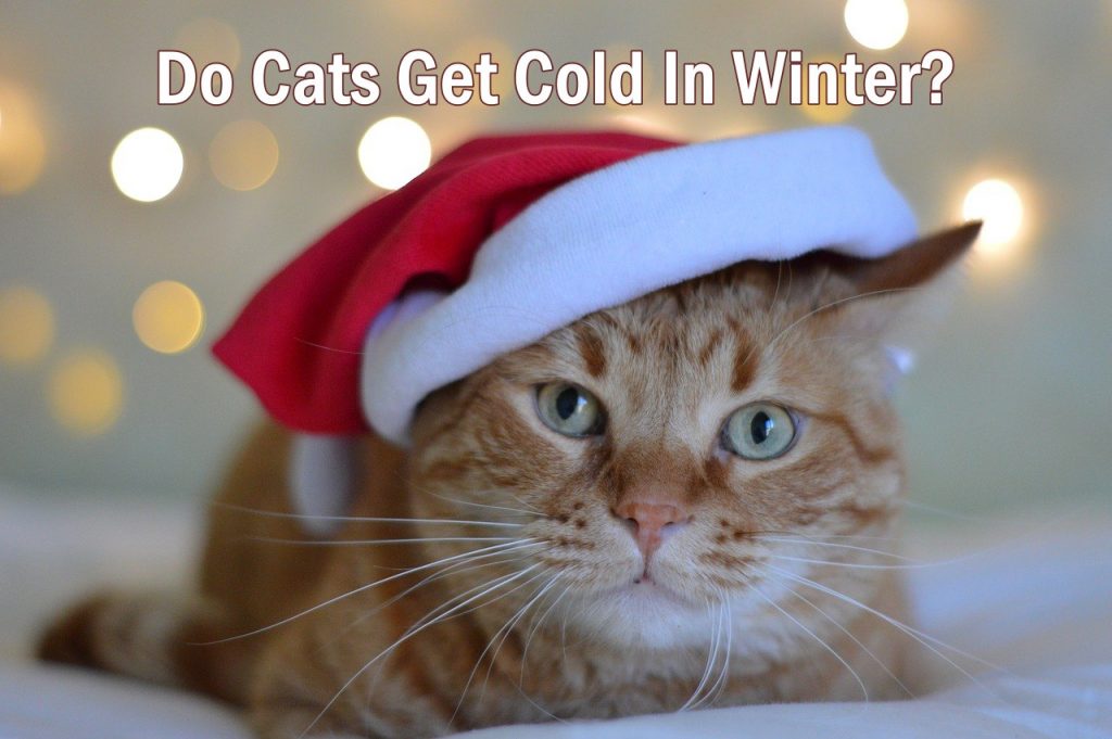 Do Cats get cold In Winter