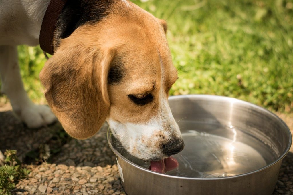 Clean water for dog
