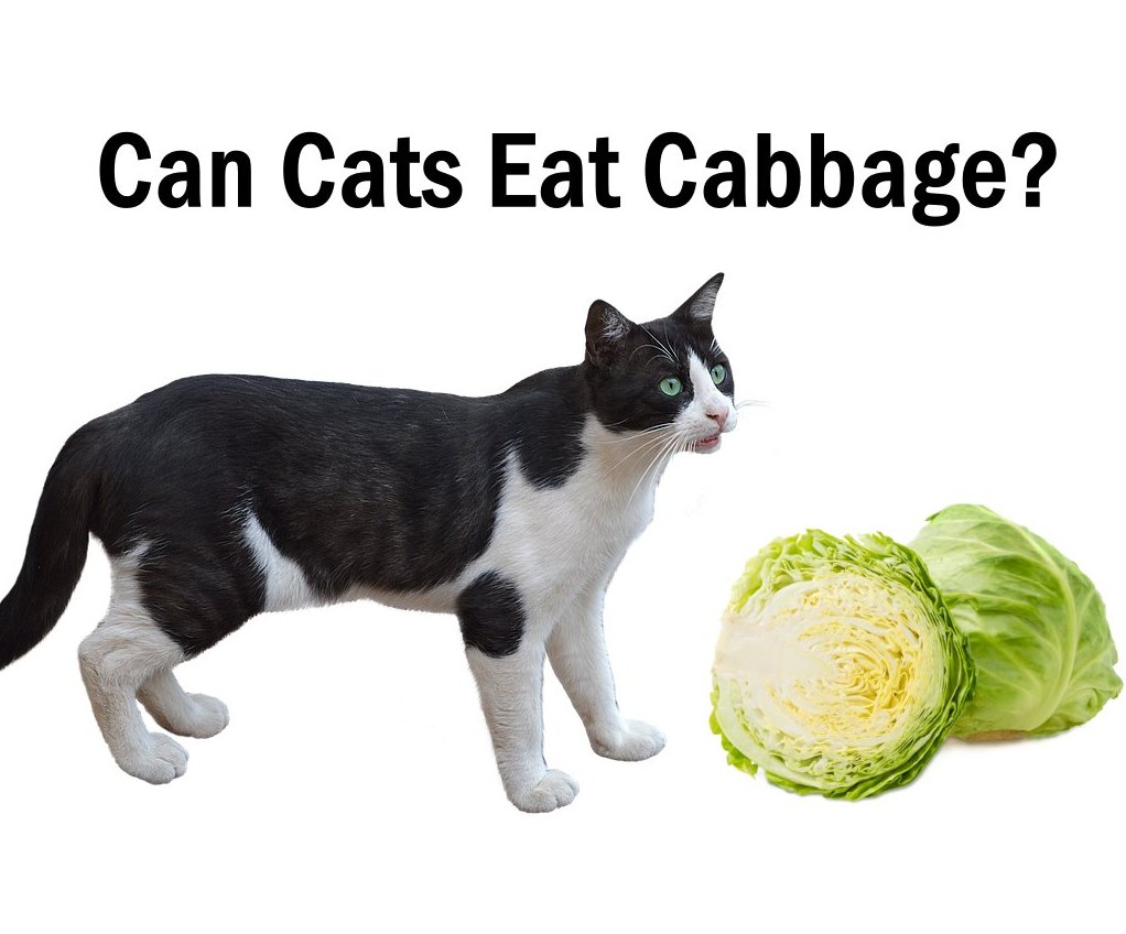 Can cats eat cabbage
