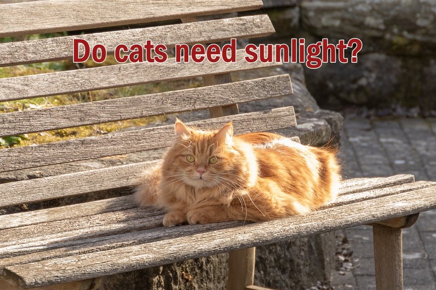 Do cats need sunlight