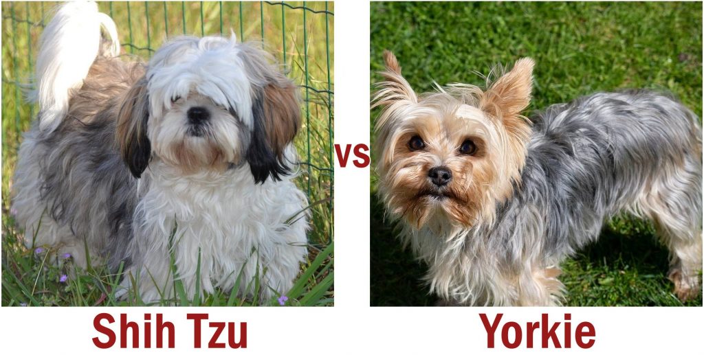 Shih Tzu vs Yorkie