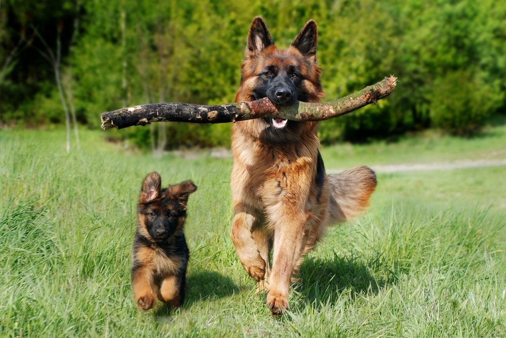 Facts about German Shepherds 