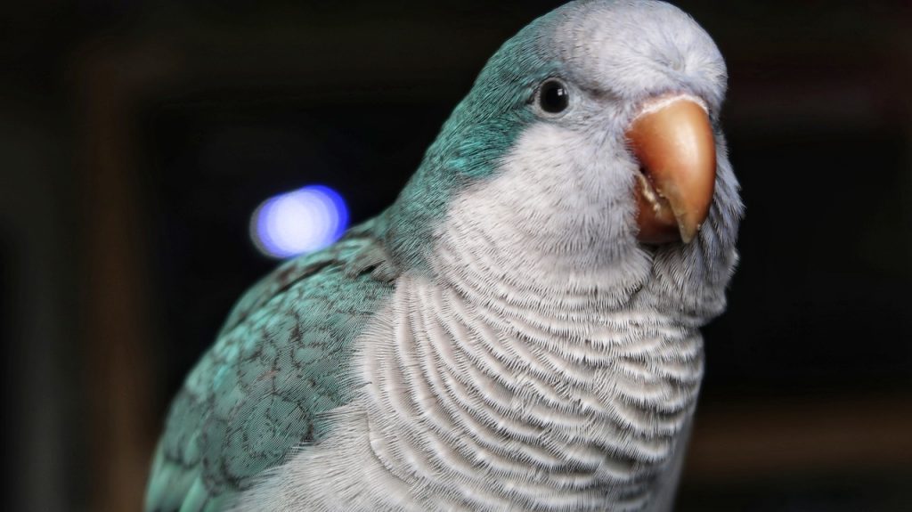 Facts about quaker parrots