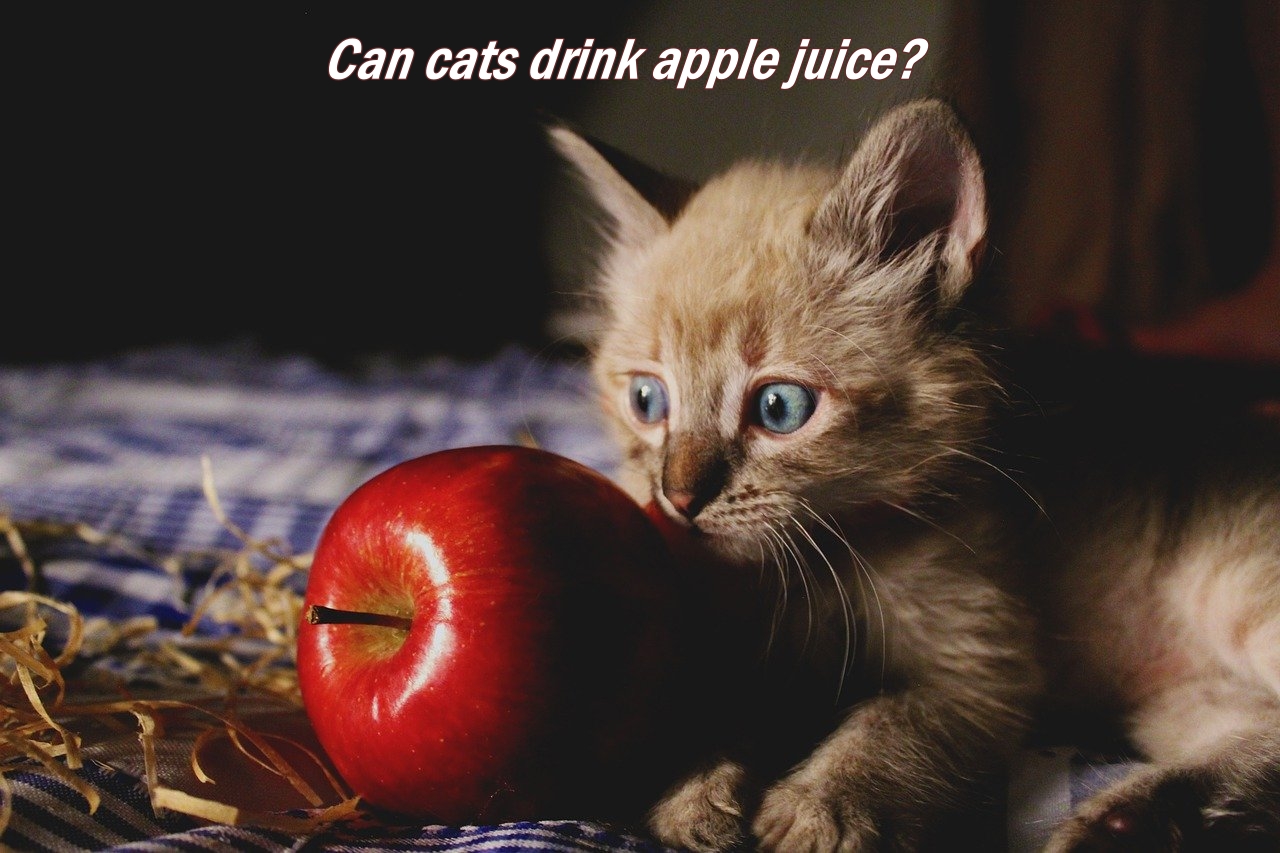 Can cats drink apple juice 2