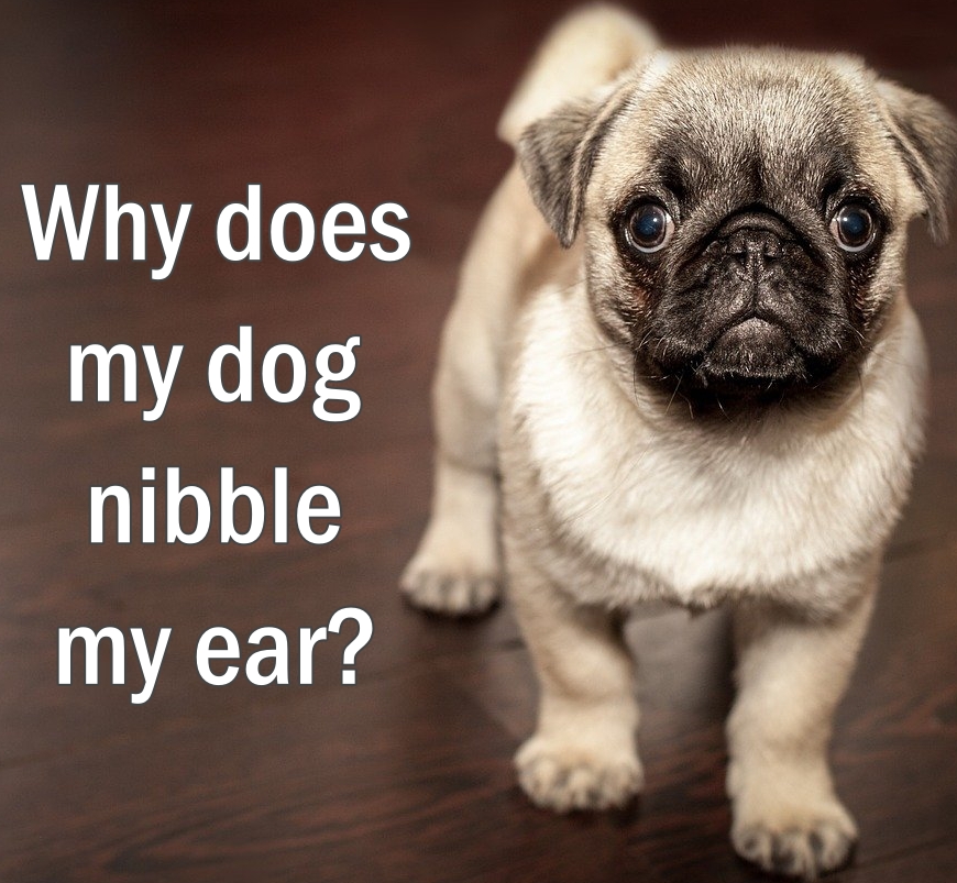 Why does my dog nibble my ear-feature image