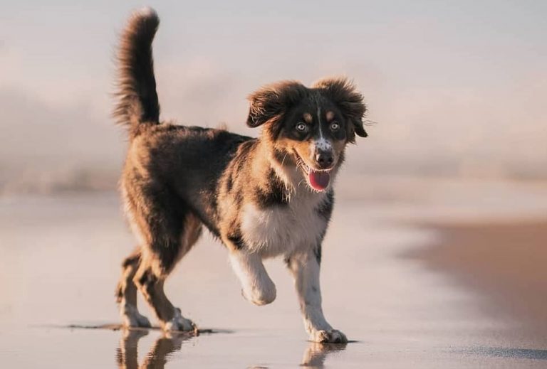 Short-Haired Australian Shepherd - Everything You Need To Know! - Siri Pet