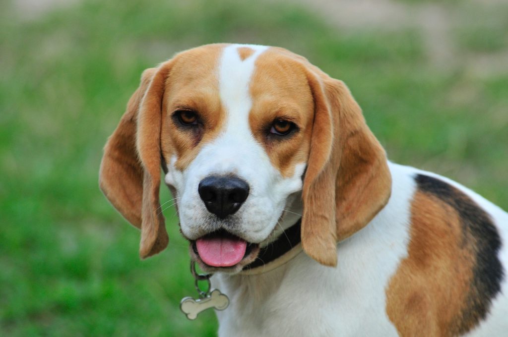 Beagle dog
