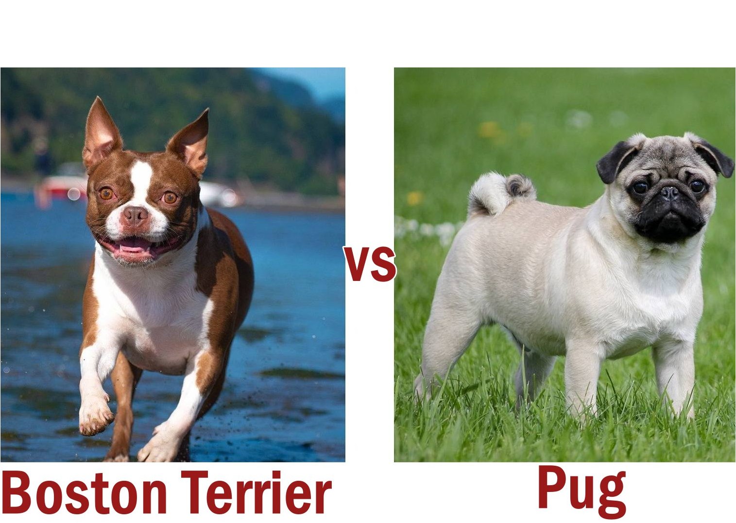 Boston Terrier vs Pug