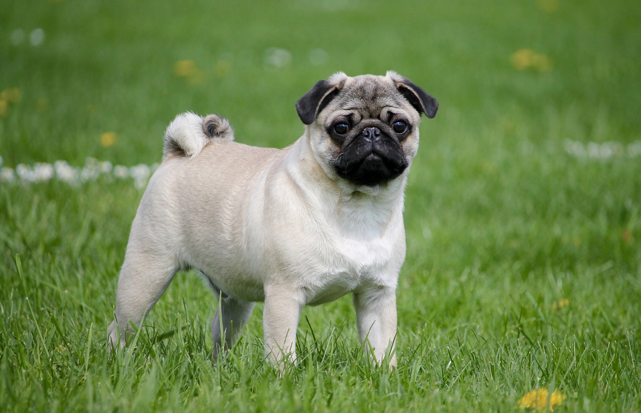 Pug - the best dogs for student