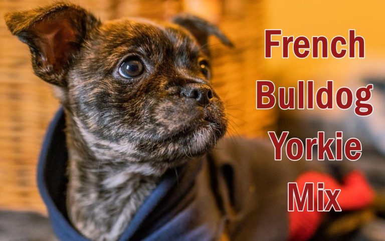 French Bulldog Yorkie Mix - Everything You Need To Know - Siri Pet