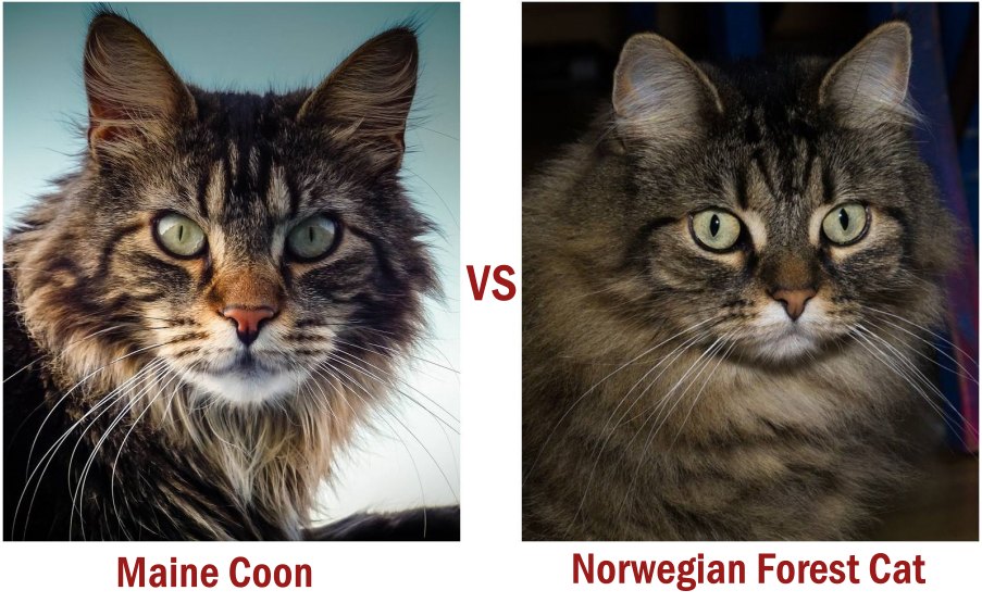 Maine coon VS Norwegian Forest Cat