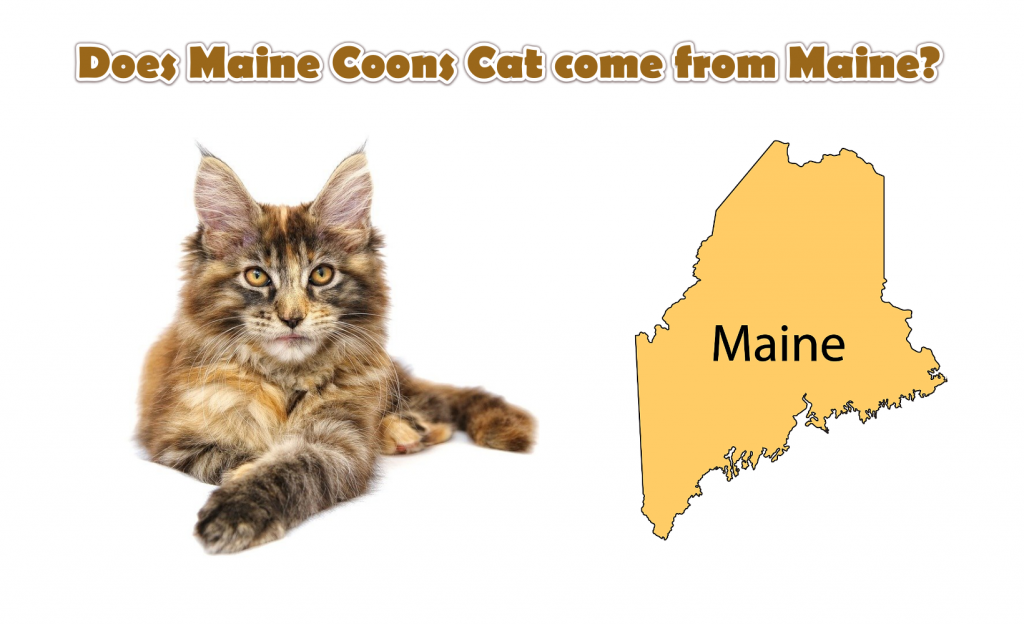 Does Maine Coons Cat come from Maine